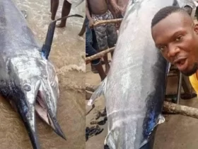 A local Nigerian Fisherman captured a Blue Marlin Fish reportedly worth $2.6 million but ate it with his friends.